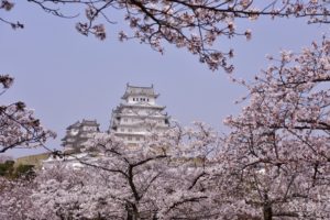 姫路も桜日和です。の画像